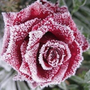 Meet your Posher, Lynne